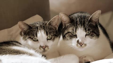 Close-up Footage Of Pet Cats At Rest on bed