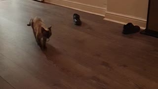 Feline Plays Fetch