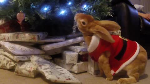 Cute Mischievous Bunny Caught Red Handed!