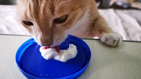 Cat enjoying yogurt