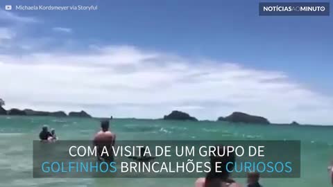 Grupo de golfinhos visita banhistas em praia na Nova Zelândia