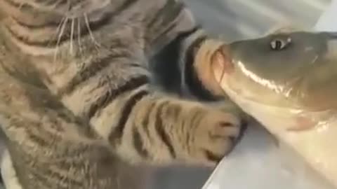 Cat and Fish 🐱🧡🐬Romantic😘Kiss Video💕 Funny With Animals👍