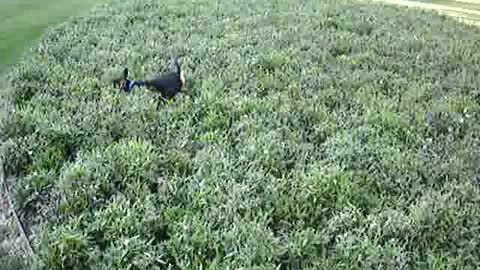 Care Bear running through plants