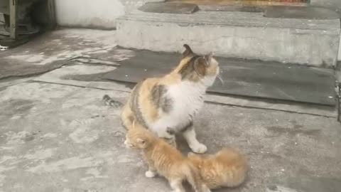 cat fight