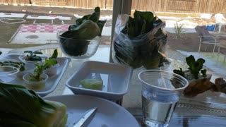 Regrow Your Vegetable, Bok Choy