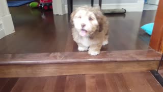 Havanese Puppy Stair Challenge