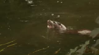 Eurasian Otter in an English River (Avon)