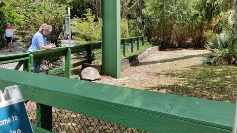 Zoo Miami tortoise VID_20220420_134525