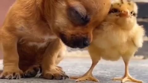 cute puppy status😍| cute puppy whatsapp status | dog status #shorts