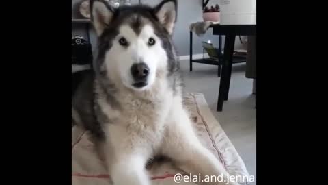 WATCH: Cute and funny husky dog compilations
