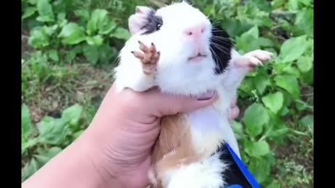 This guinea pig is so cute after being trimmed