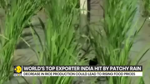 The world's top exporter of rice India hit by patchy rains; Fall in production to raise food prices
