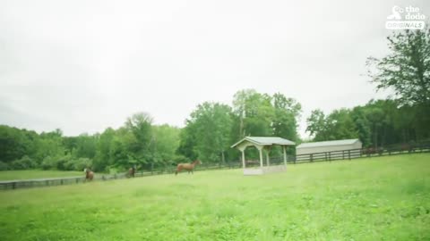 GREAT REACTION OF A STARVING HORSE AFTER EATING