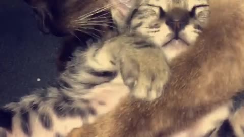 My cat adopted a stray baby kitteny now cares for him like his treasure