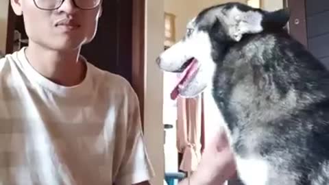 Abused husky looks like a skeleton - 10 months later she is completely unrecognizable