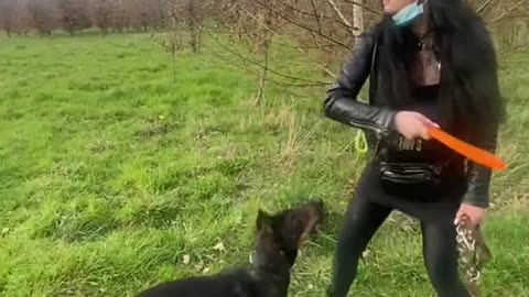 Smart dog following instructions of hot girl