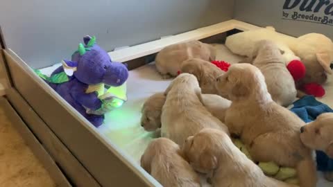 Golden Retriever Puppies Enjoying Story Time From a Dragon