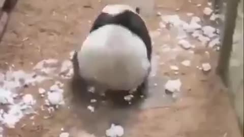 Panda falling down and playing