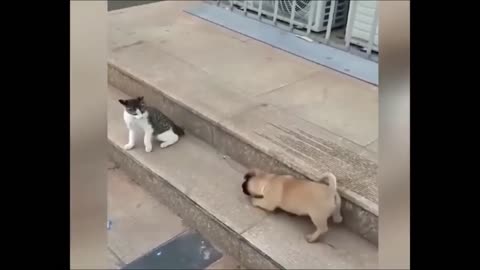 Cat Vs Dog Funny Video