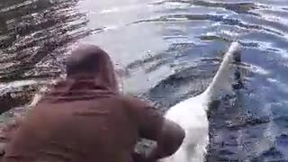 Helping a Swan in Need