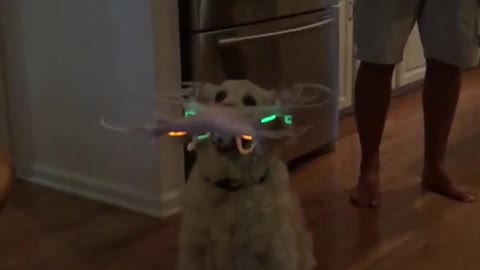 White dog trying to catch drone but ends up slamming into table