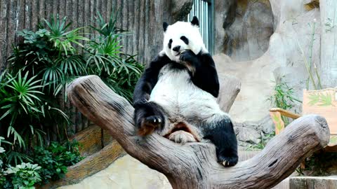 Panda is a lovely animal