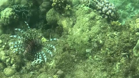 Snorkeling Adventures Philippines, Lion Fish from a recent snorkeling trip