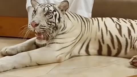 Tiger with arbi