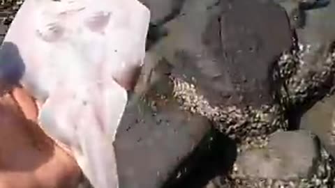 A happy ending - Watch the inspiring rescue of these stingray fish🐡