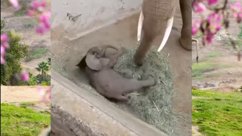 New Born Baby Elephant, so Adorable