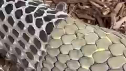 Snake changing its skin