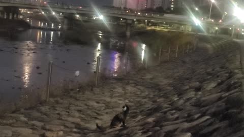 Homeless stray cat by the river