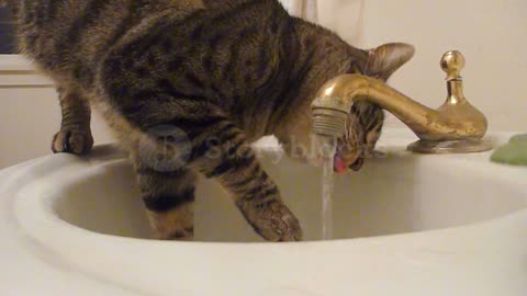 Watch a funny cat drinking from the sink