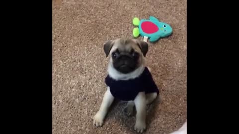 PUGS Adorable Moments