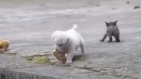 Full video cute puppy playing whit chickeng😍😍