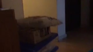 Cat jumps over boxes