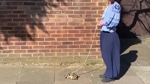 Taking Your Pet Tortoise For a Walk is Important