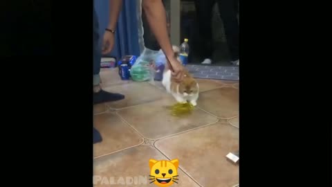 cute cats playing an having fun kittens puppies