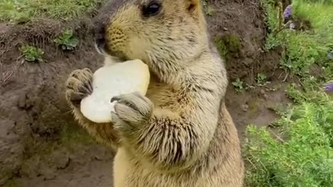 A Hungry Marmot Eating Food