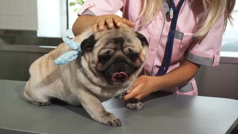 The nurse is checking up the pug dogs breath