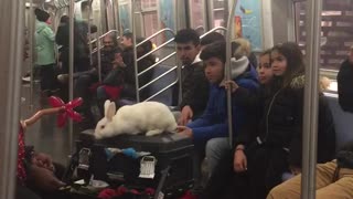Giant white rabbit on black table subway