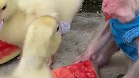 Baby Mickey and his friends on a picnic