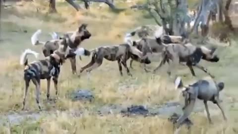 OMG ! The Pack Of Wild Dogs Arrogantly Trespassing On The Crocodile's Territory Suffers Sad Results