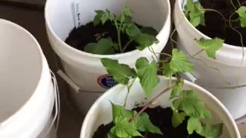 Growing sweet potatoes