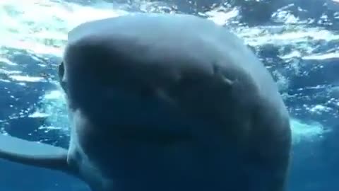 Great White Shark Power! 💥