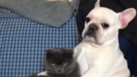 See the photo of dog and cat friendship