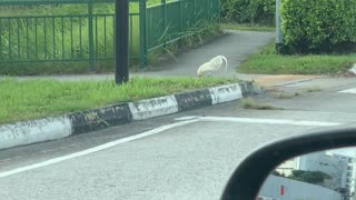 Chicken Crosses Road, Gets to Other Side