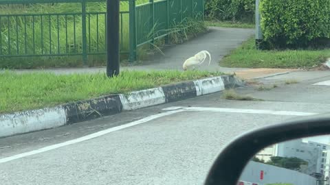 Chicken Crosses Road, Gets to Other Side