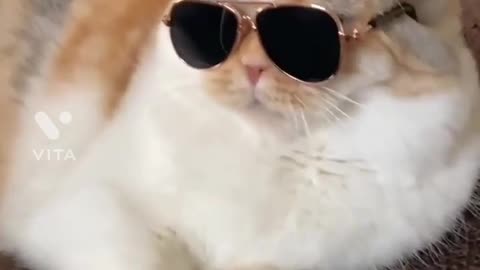 Quite Cat with Glasses