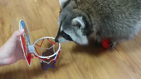 Pet raccoon slam dunks basketball in hoop